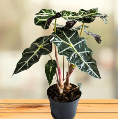 Alocasia Amazonica Dwarf