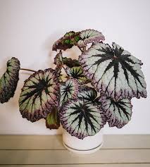Begonia Fireworks