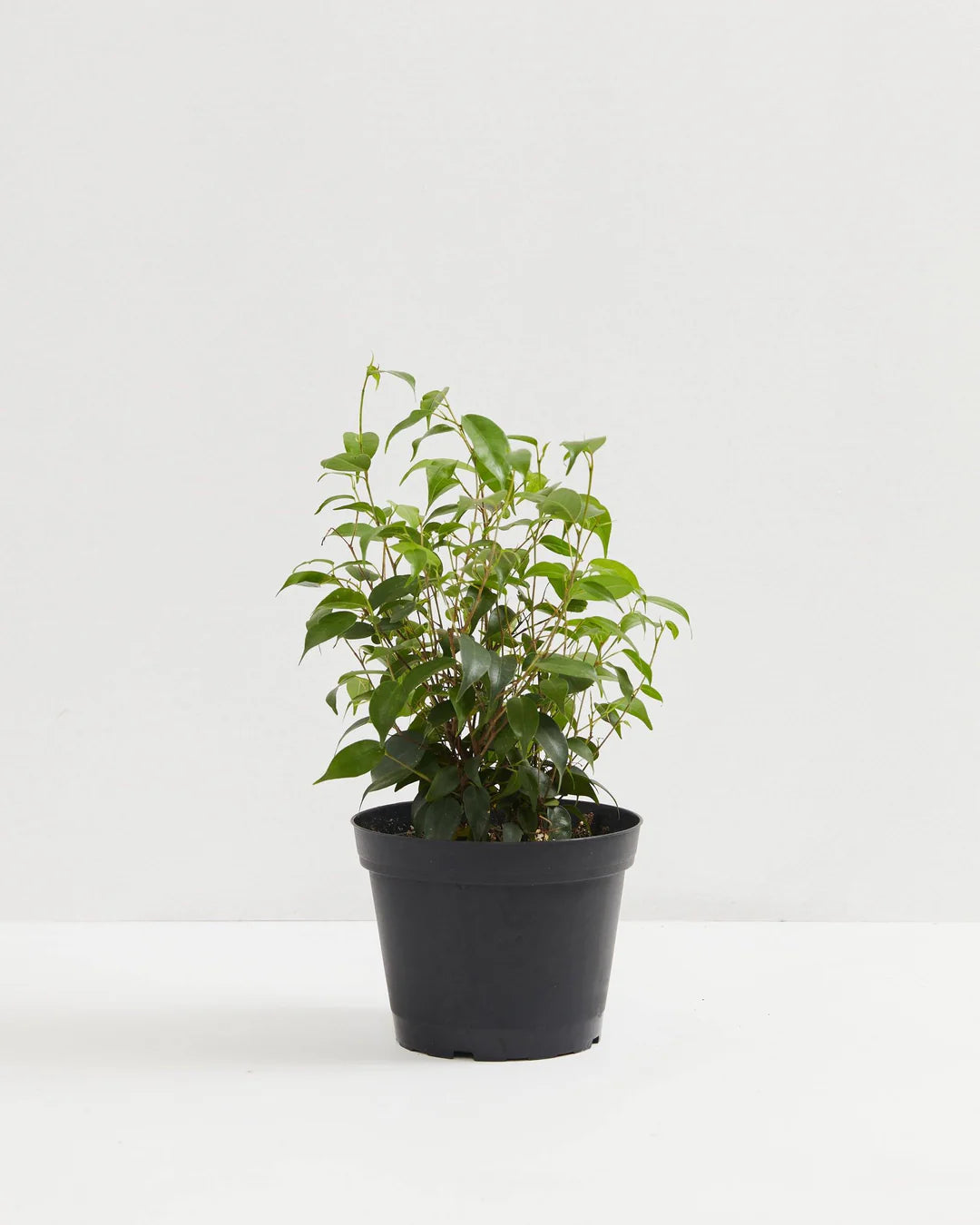 Ficus Benjamina