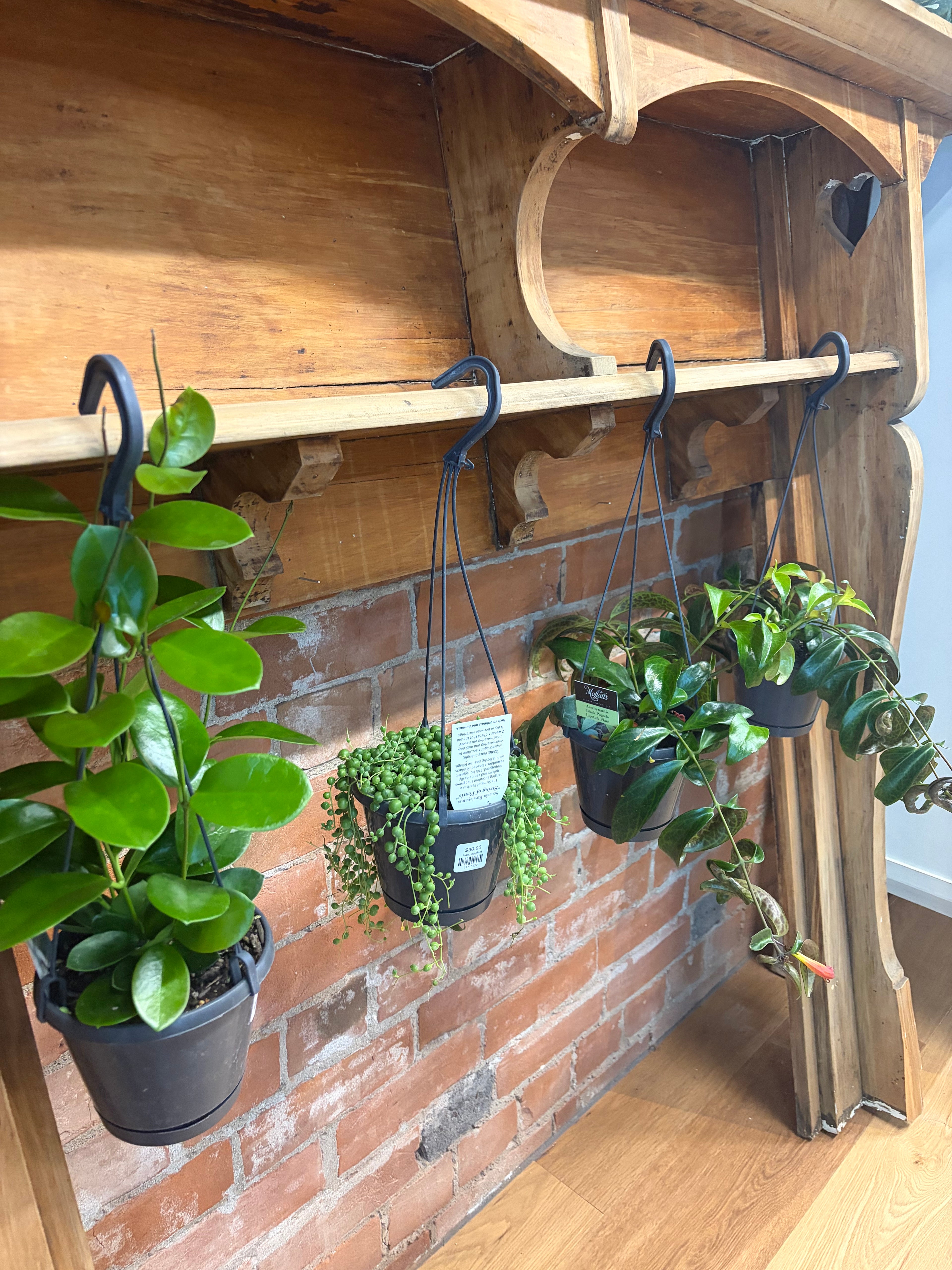 Hanging plant