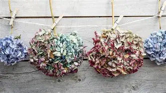 Hydrangeas