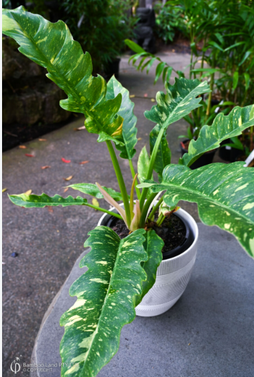 Philodendron 'Ring of Fire'