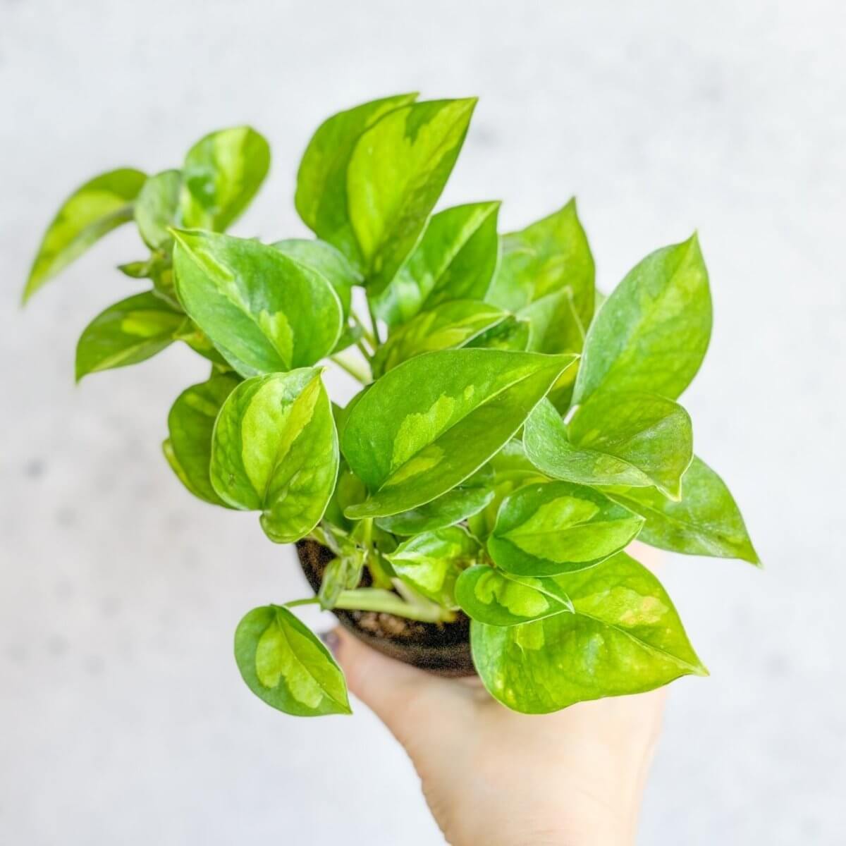 Pothos Plant- Bright green