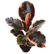 Ficus 'Ruby'