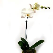 Orchid