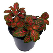 Fittonia - 'Verschaffeltii'