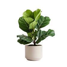 Fiddle leaf fig - small