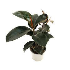 Ficus Elastica Burgundy