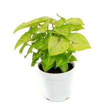 Syngonium Podophyllum "Golden Allusion"