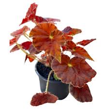 Begonia Marmalade - small