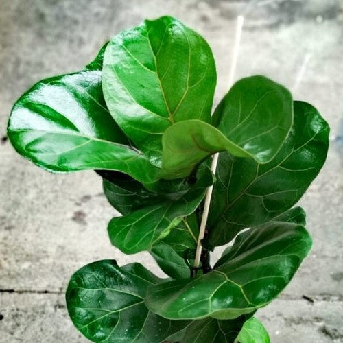 living with landyn fiddle leaf fig XL Fiddle Leaf Fig – Forage and Clay