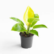Philodendron "Imperial Golden"
