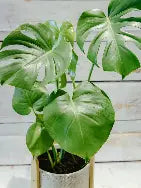 Monstera plant