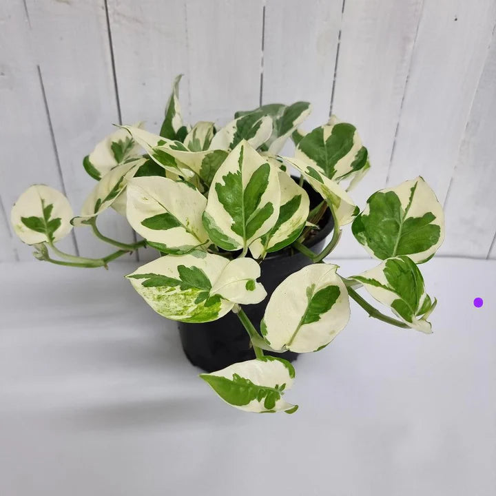 Epiprenum plant white-green